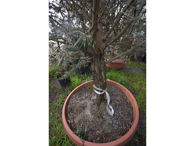 Oliijf oranje schaal - olive tree - afbeelding 4 van  5