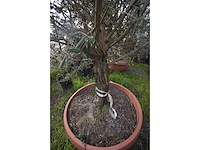 Oliijf oranje schaal - olive tree - afbeelding 4 van  5