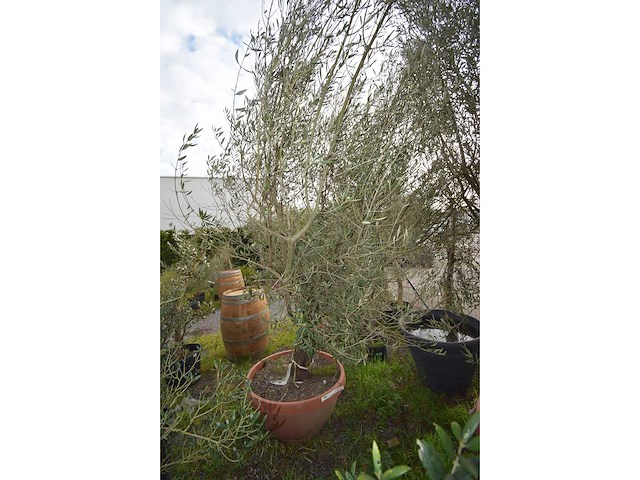 Oliijf oranje schaal - olive tree - afbeelding 5 van  5