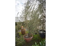Oliijf oranje schaal - olive tree - afbeelding 5 van  5