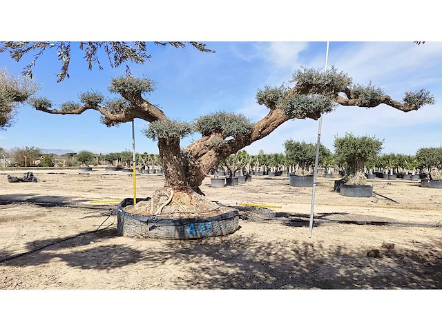 Olijf big eye catcher 8 meter breed inclusief levering op dieplader - olive tree - afbeelding 1 van  4