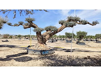 Olijf big eye catcher 8 meter breed inclusief levering op dieplader - olive tree - afbeelding 1 van  4