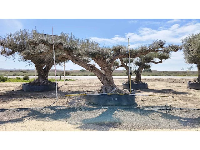 Olijf big eye catcher 8 meter breed inclusief levering op dieplader - olive tree - afbeelding 2 van  4