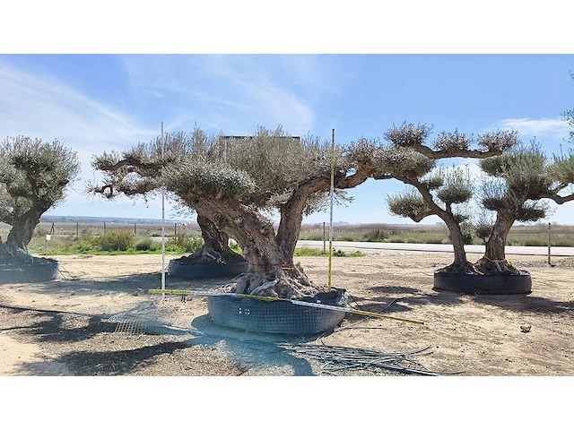 Olijf big eye catcher 8 meter breed inclusief levering op dieplader - olive tree - afbeelding 3 van  4