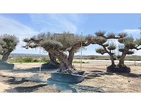 Olijf big eye catcher 8 meter breed inclusief levering op dieplader - olive tree - afbeelding 3 van  4
