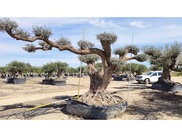 Olijf big eye catcher 8 meter breed inclusief levering op dieplader - olive tree - afbeelding 4 van  4