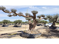 Olijf big eye catcher 8 meter breed inclusief levering op dieplader - olive tree - afbeelding 4 van  4