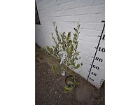 Olijf op stam - olive tree - afbeelding 1 van  1