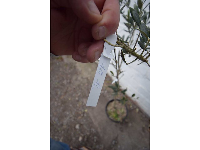 Olijf op stam - olive tree - afbeelding 1 van  2