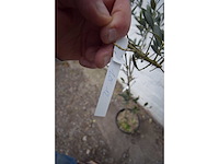 Olijf op stam - olive tree - afbeelding 1 van  2