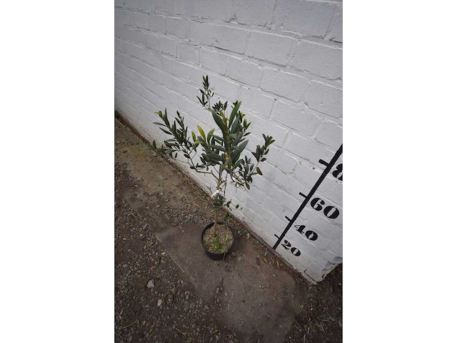 Olijf op stam - olive tree - afbeelding 2 van  2