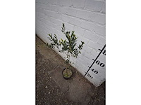 Olijf op stam - olive tree - afbeelding 2 van  2