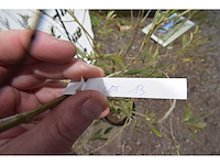 Olijf op stam - olive tree - afbeelding 1 van  3