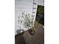 Olijf op stam - olive tree - afbeelding 2 van  3