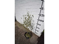 Olijf op stam - olive tree - afbeelding 3 van  3