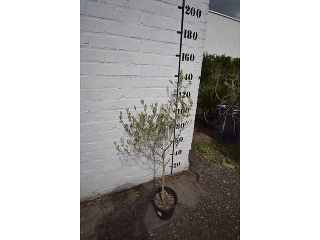 Olijf op stam - olive tree - afbeelding 1 van  1