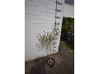 Olijf op stam - olive tree - afbeelding 1 van  1
