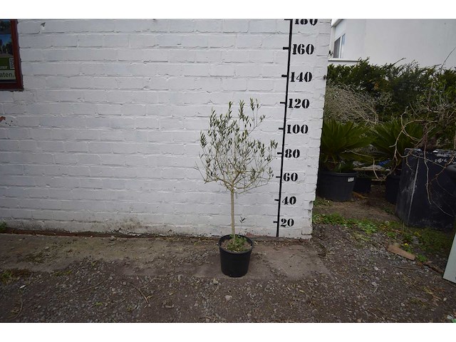Olijf op stam - olive tree - afbeelding 1 van  1