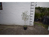 Olijf op stam - olive tree - afbeelding 1 van  1