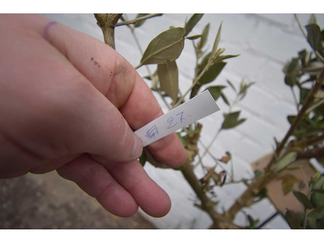 Olijf op stam - olive tree - afbeelding 1 van  3