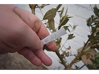 Olijf op stam - olive tree - afbeelding 1 van  3