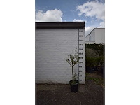 Olijf op stam - olive tree - afbeelding 2 van  3