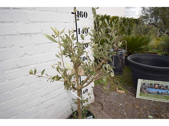 Olijf op stam - olive tree - afbeelding 3 van  3