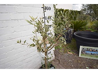 Olijf op stam - olive tree - afbeelding 3 van  3
