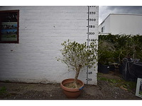 Olijf op stam orabje schaal - olive tree - afbeelding 1 van  3