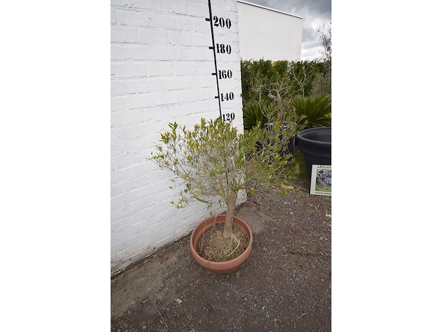 Olijf op stam orabje schaal - olive tree - afbeelding 2 van  3