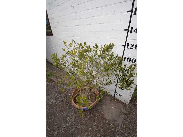 Olijf op stam orabje schaal - olive tree - afbeelding 3 van  3