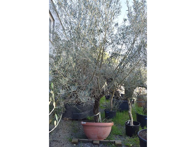 Olijf oranje schaal - olive tree - afbeelding 1 van  4