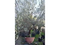 Olijf oranje schaal - olive tree - afbeelding 1 van  4