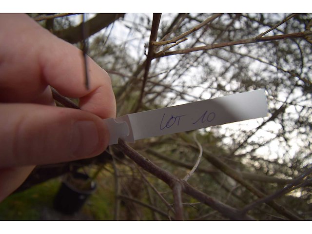 Olijf oranje schaal - olive tree - afbeelding 2 van  4