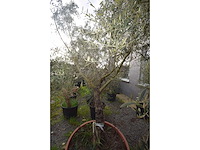 Olijf oranje schaal - olive tree - afbeelding 3 van  4