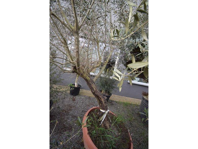 Olijf oranje schaal - olive tree - afbeelding 4 van  4