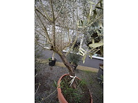 Olijf oranje schaal - olive tree - afbeelding 4 van  4