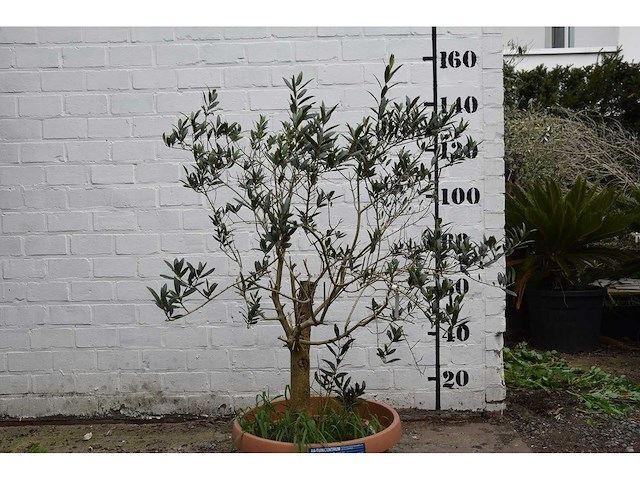 Olijf oranje schaal - olive tree - afbeelding 1 van  5