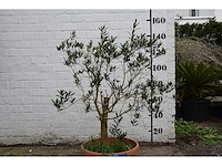 Olijf oranje schaal - olive tree - afbeelding 1 van  5