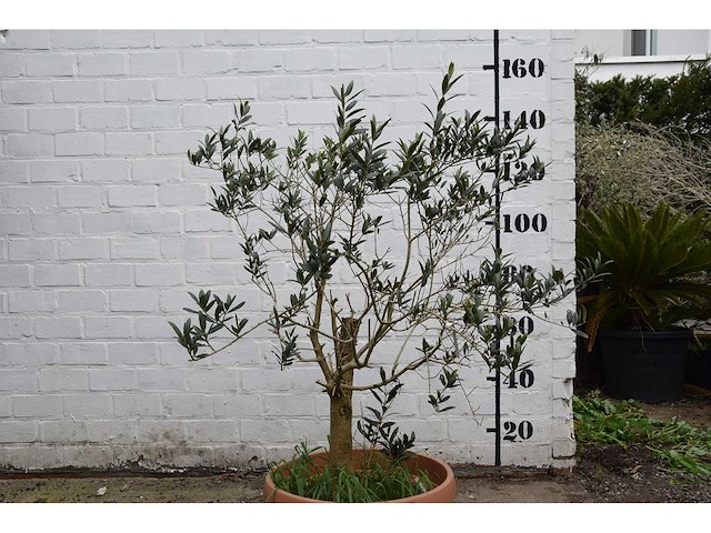Olijf oranje schaal - olive tree - afbeelding 2 van  5