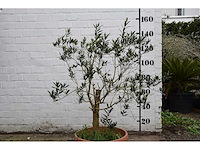 Olijf oranje schaal - olive tree - afbeelding 2 van  5