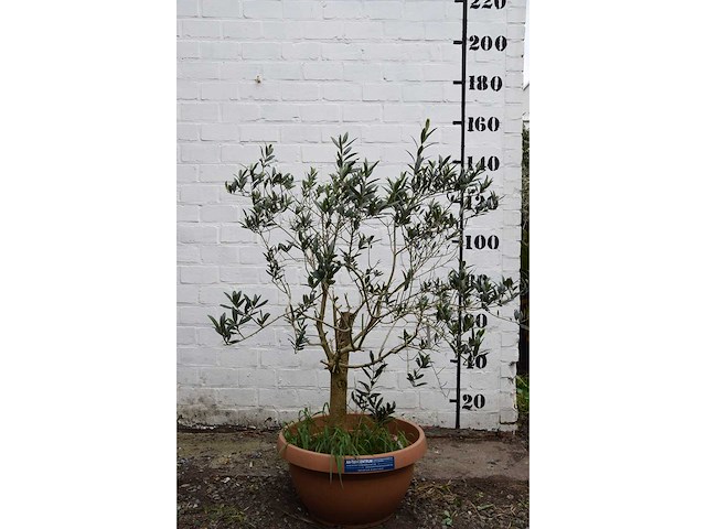 Olijf oranje schaal - olive tree - afbeelding 3 van  5