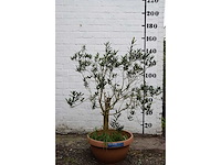 Olijf oranje schaal - olive tree - afbeelding 3 van  5