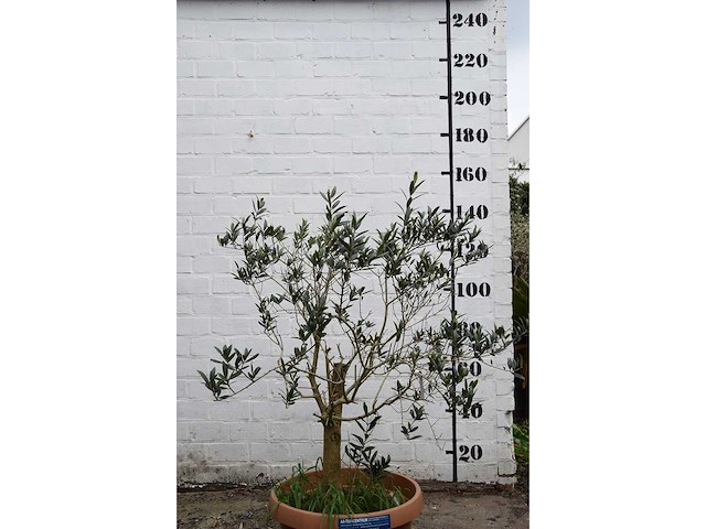 Olijf oranje schaal - olive tree - afbeelding 4 van  5