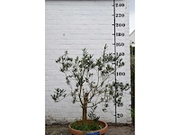 Olijf oranje schaal - olive tree - afbeelding 4 van  5
