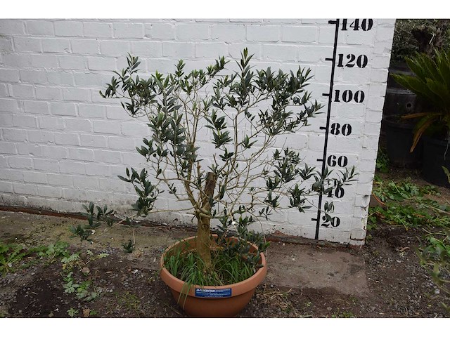 Olijf oranje schaal - olive tree - afbeelding 5 van  5