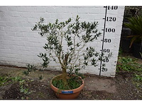 Olijf oranje schaal - olive tree - afbeelding 5 van  5