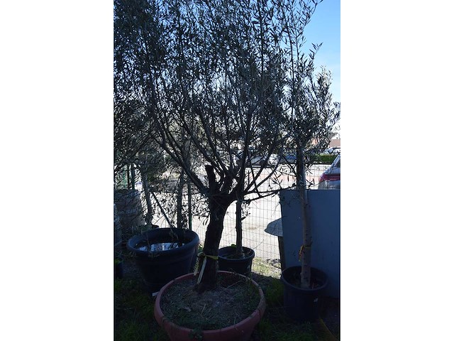 Olijf oranje schaal - olive tree - afbeelding 1 van  5