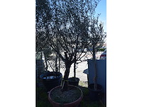 Olijf oranje schaal - olive tree - afbeelding 1 van  5