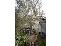Olijf oranje schaal - olive tree - afbeelding 3 van  5